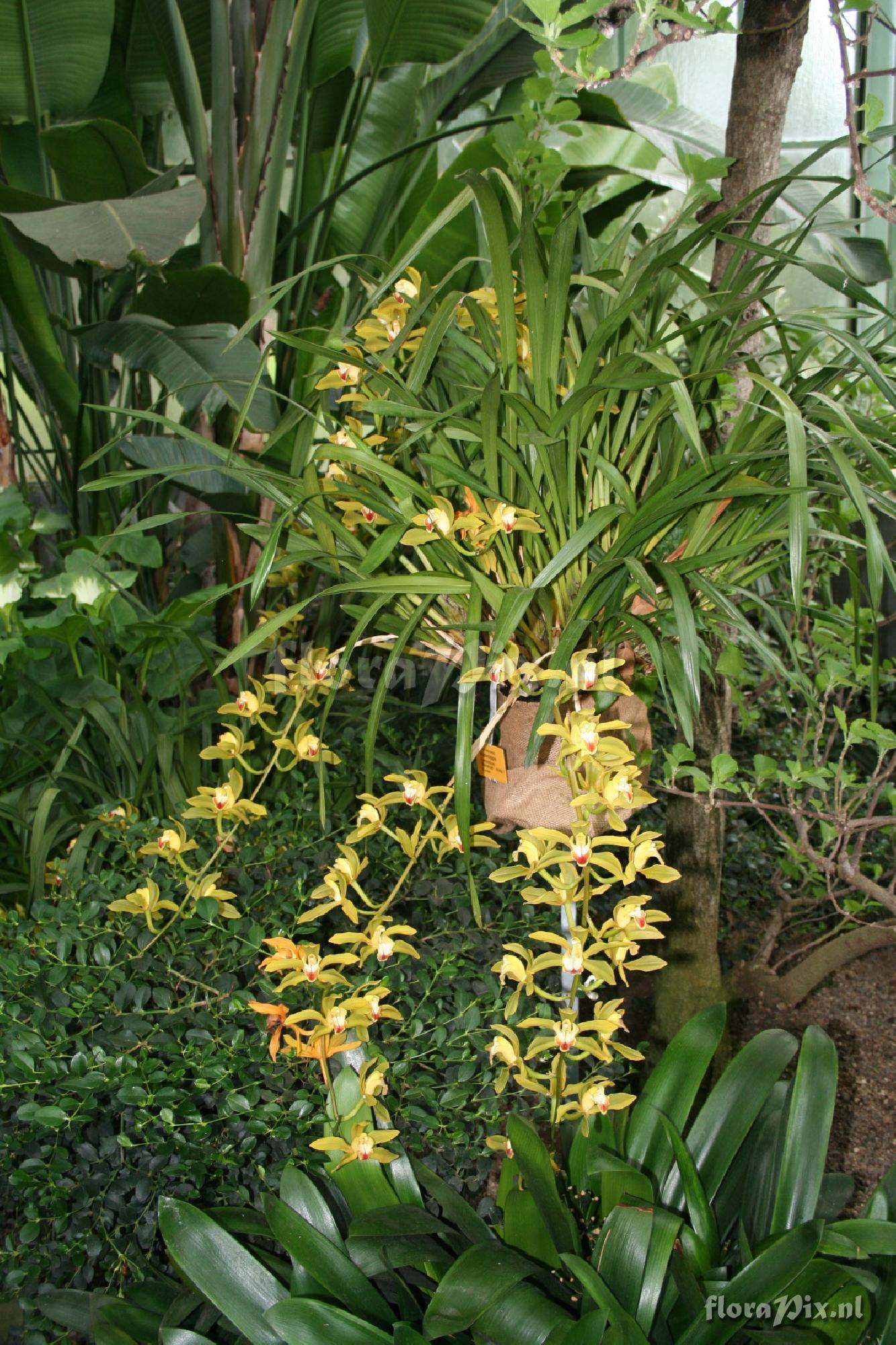 Cymbidium lowianum