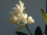 Dendrobium Delicatum