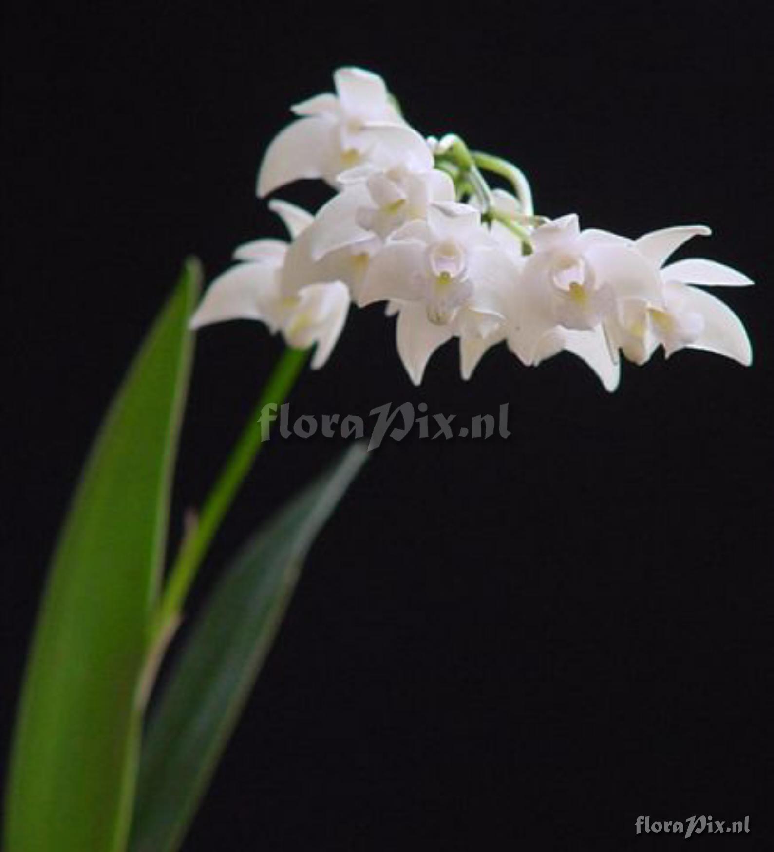 Dendrobium Delicatum