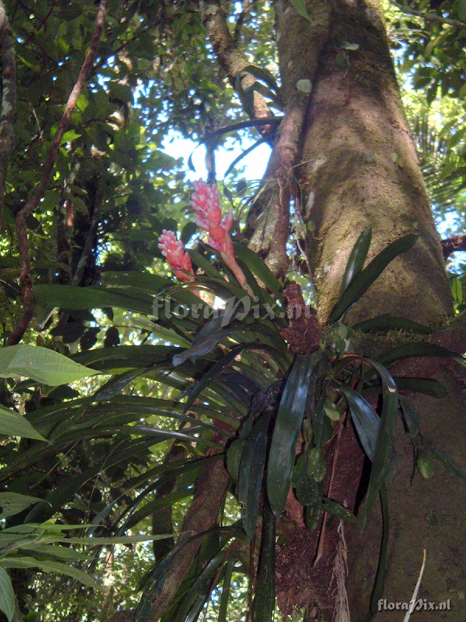 Aechmea weilbachii 