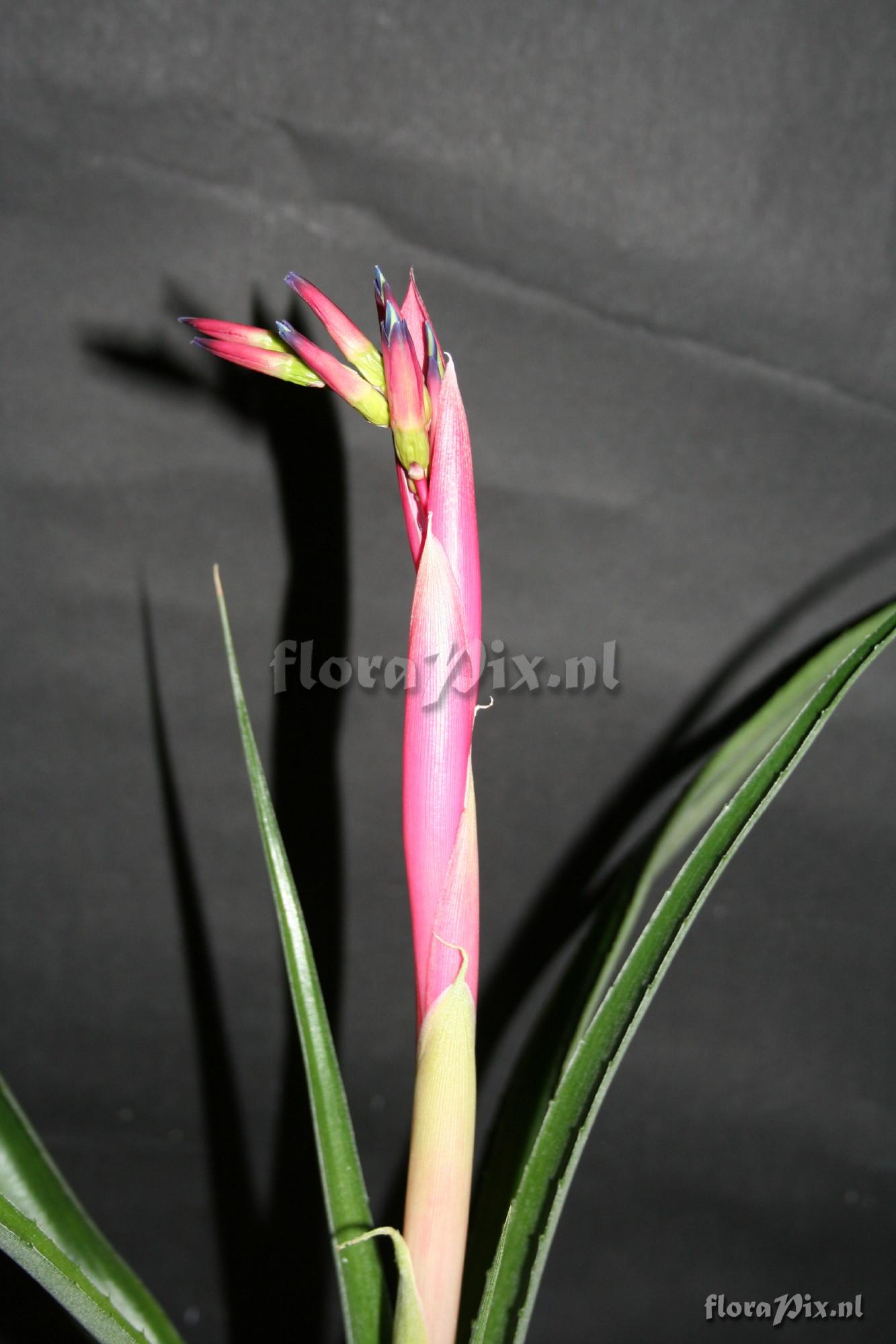 Billbergia nutans var. schimperiana 