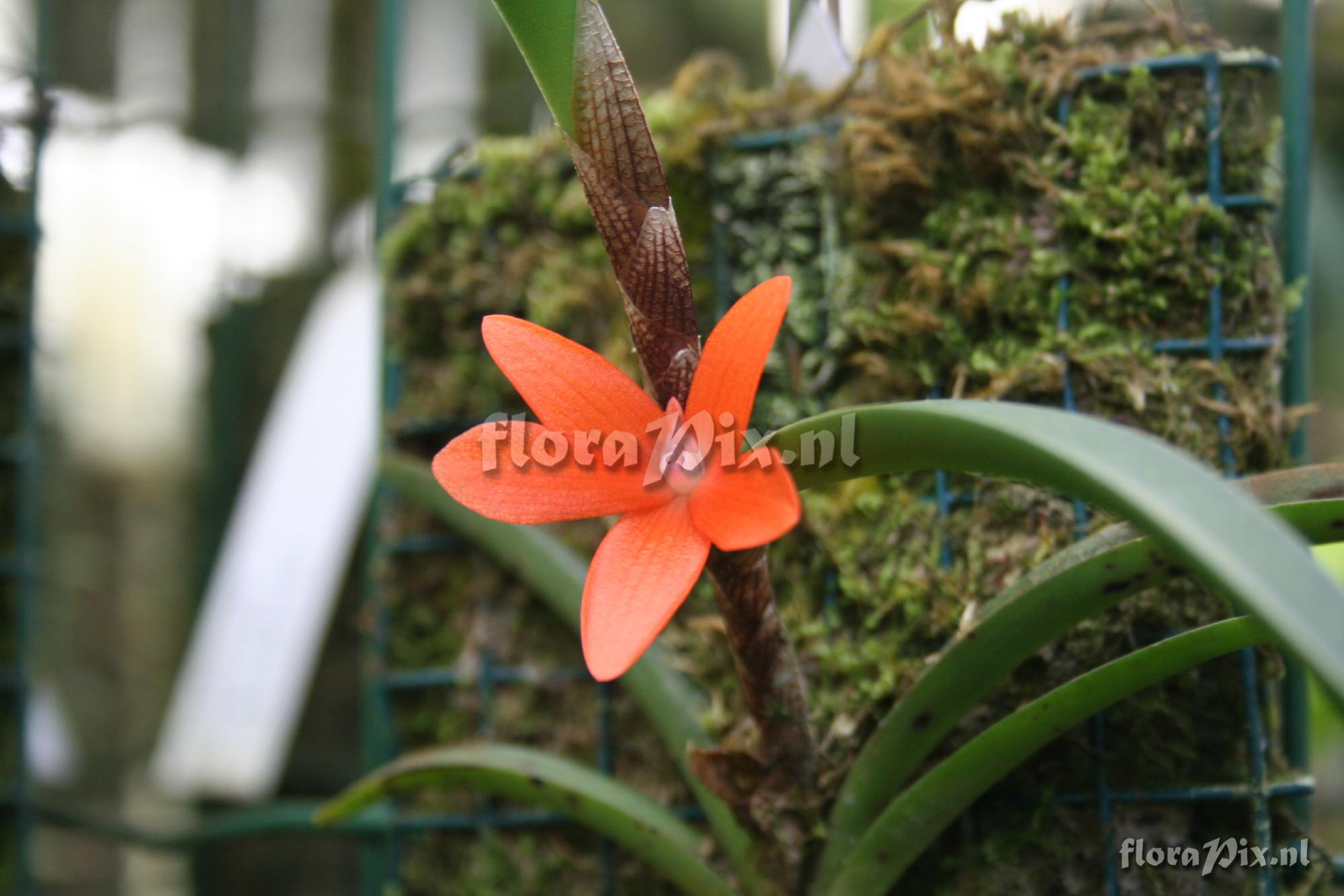 Ceratostylis rubra