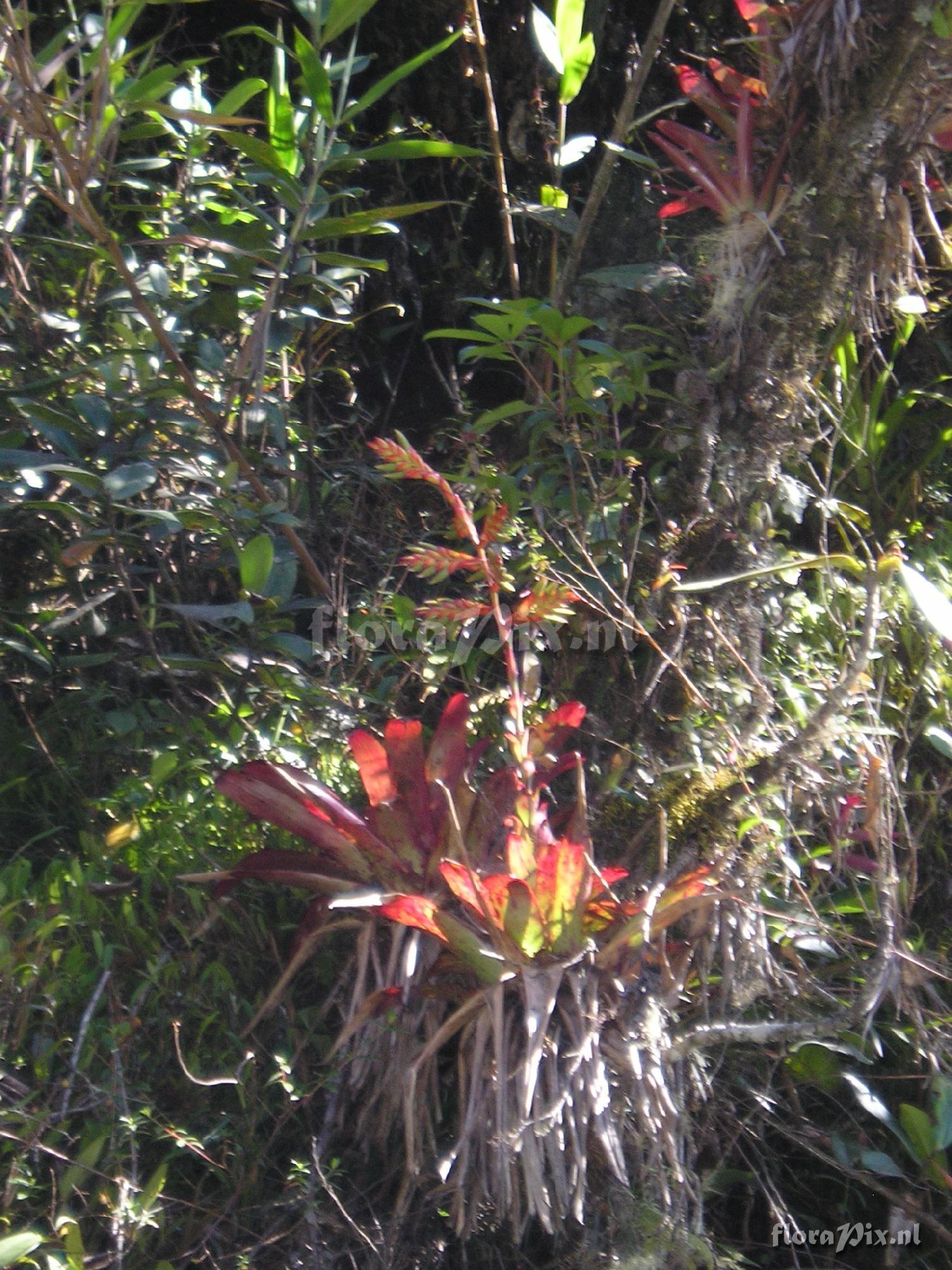 Tillandsia sp