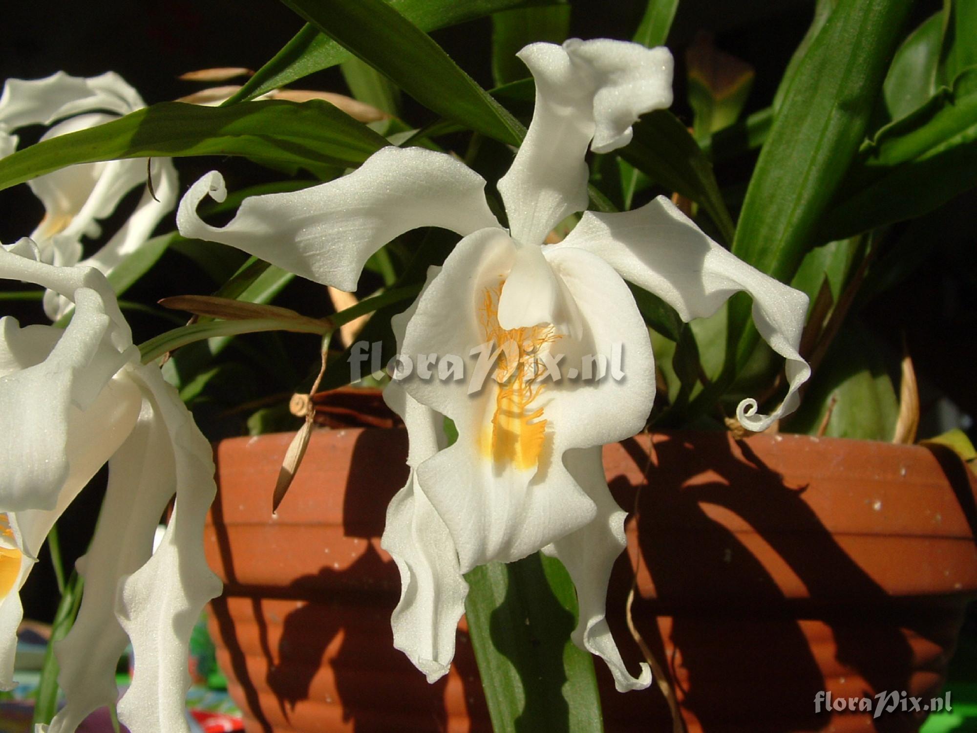 Coelogyne cristata