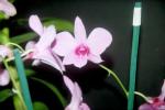 Cultivar Dendrobium phalaenopsis hybride