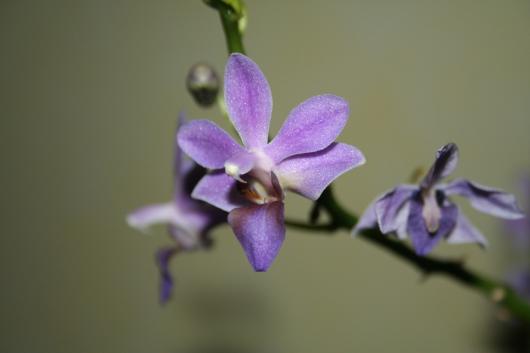 Cultivar Doritaenopsis 'Kenneth Schubert'