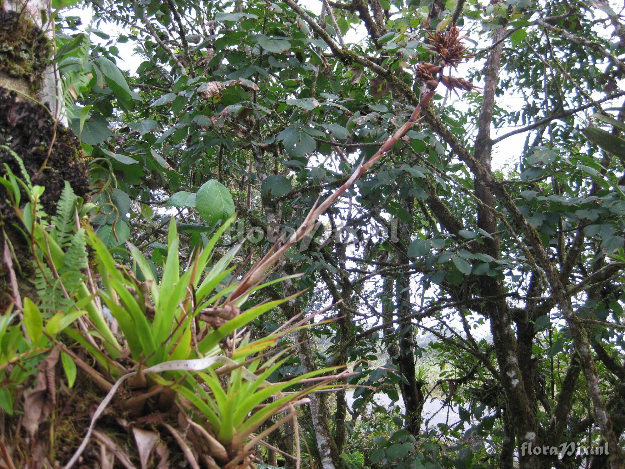 Guzmania sphaeroudea