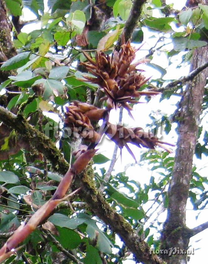 Guzmania sphaeroudea