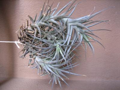 Tillandsia sp.