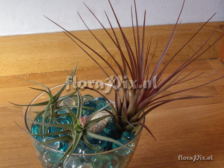 Tillandsia bergeri