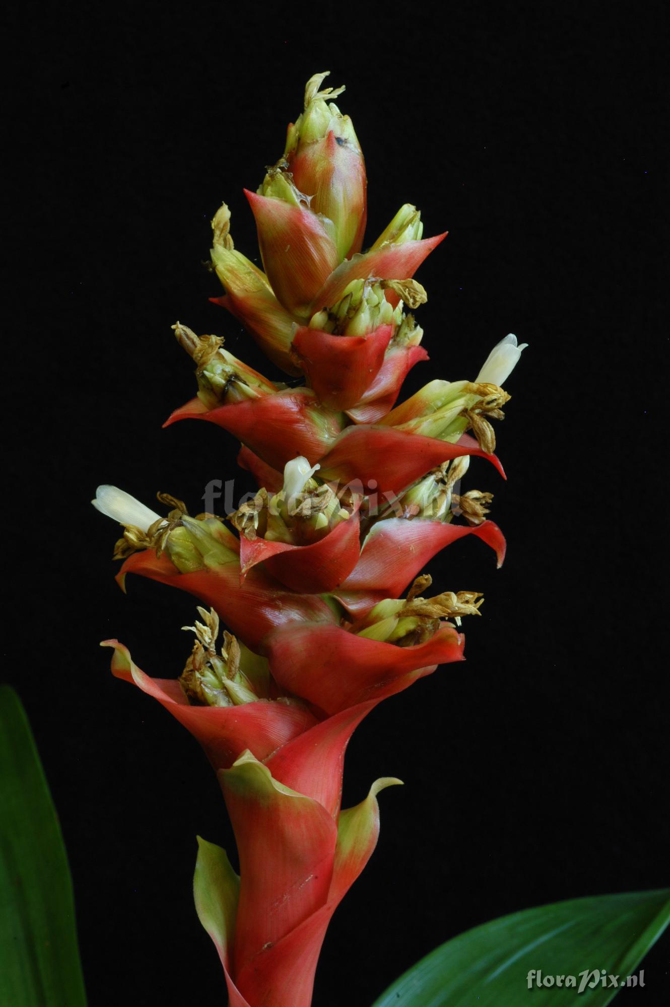 Guzmania variegata