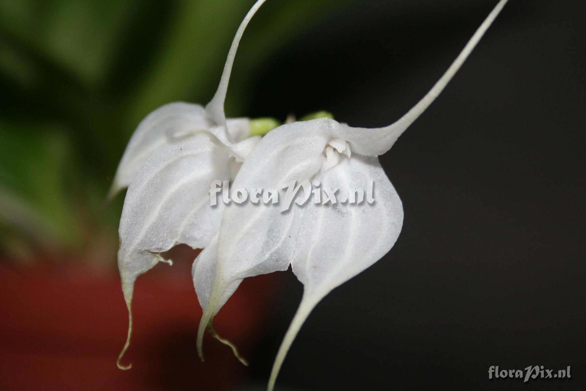 Masdevallia tovarensis