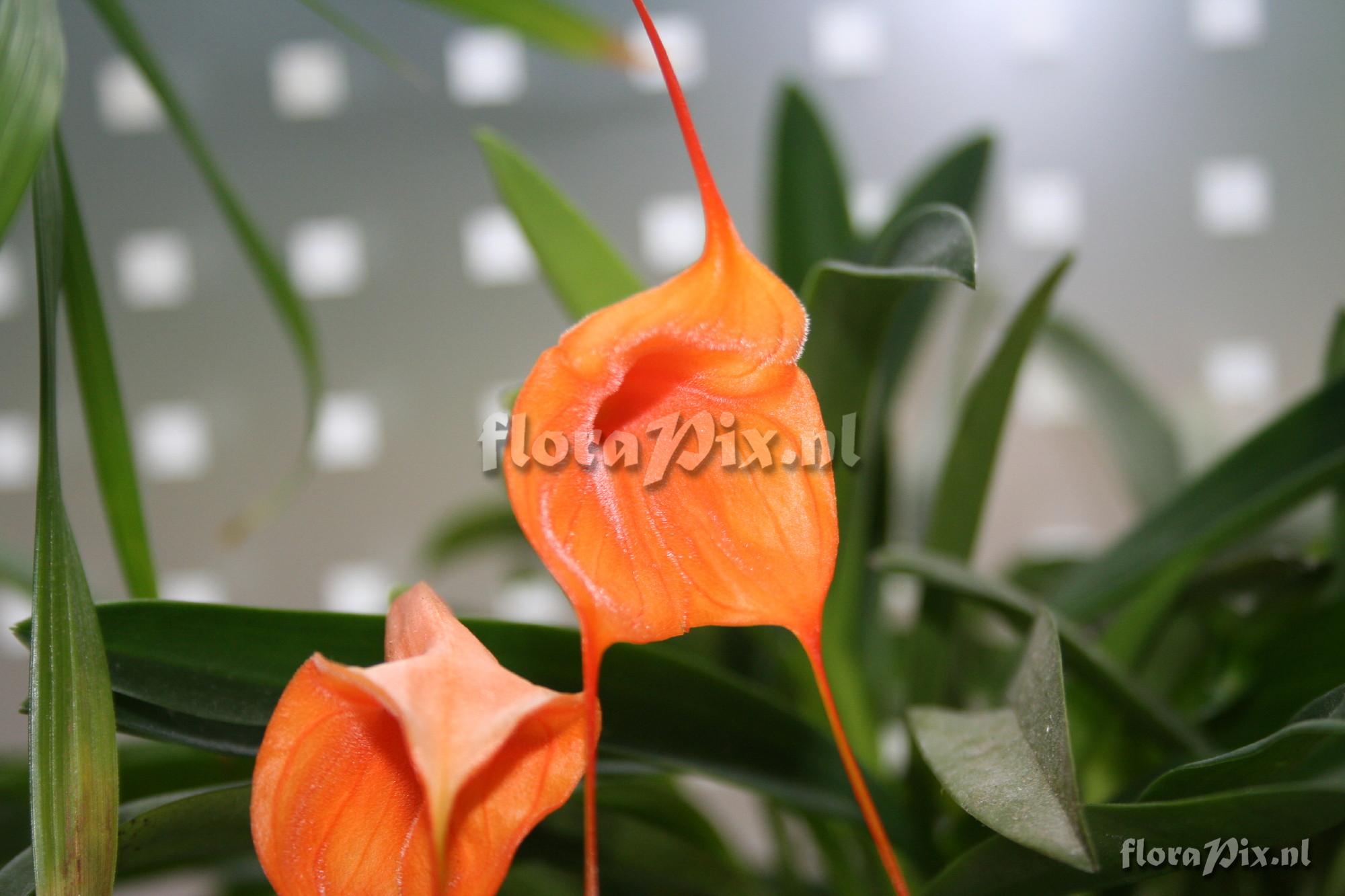 Masdevallia cultivar