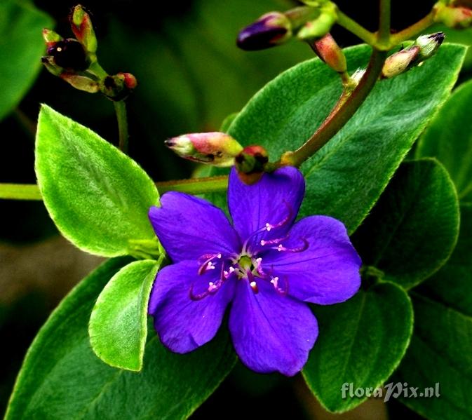 Tibouchina sp. Flower and Buds