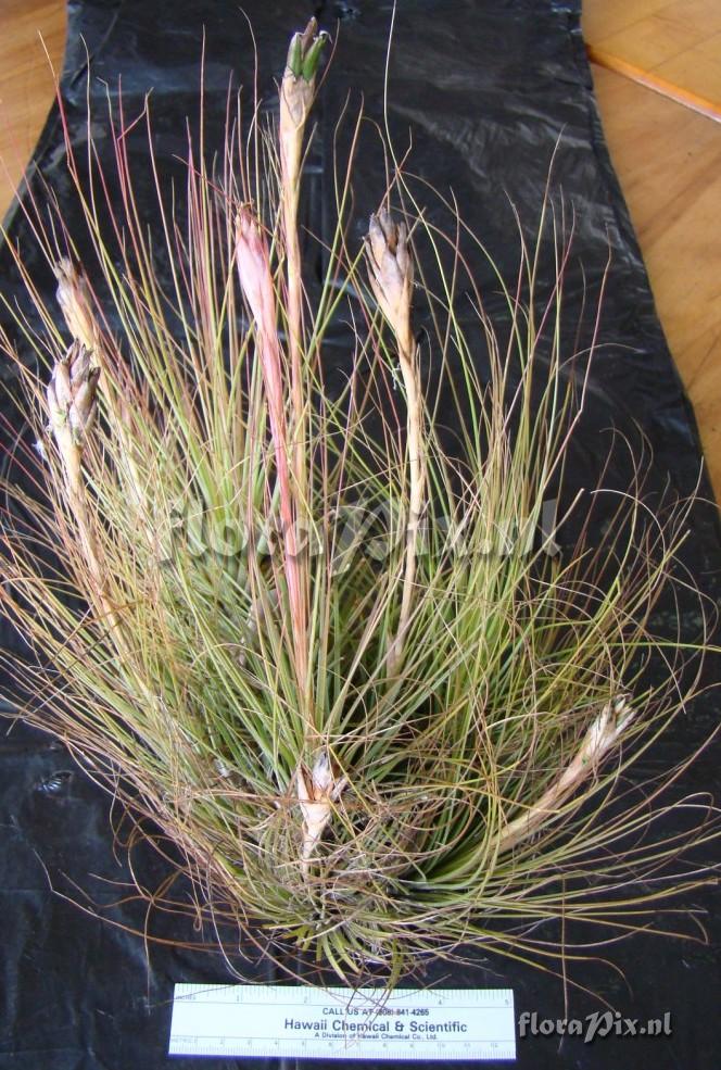 Tillandsia juncea