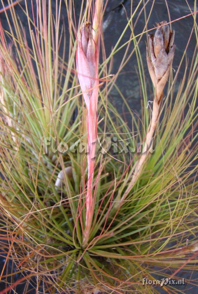 Tillandsia juncea