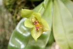 Phalaenopsis violacea - Sumatra form