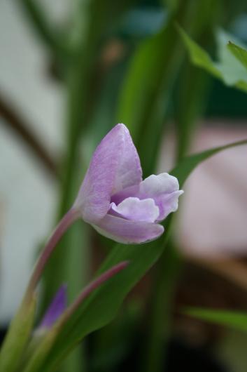 Roscoea alpina - Pink form