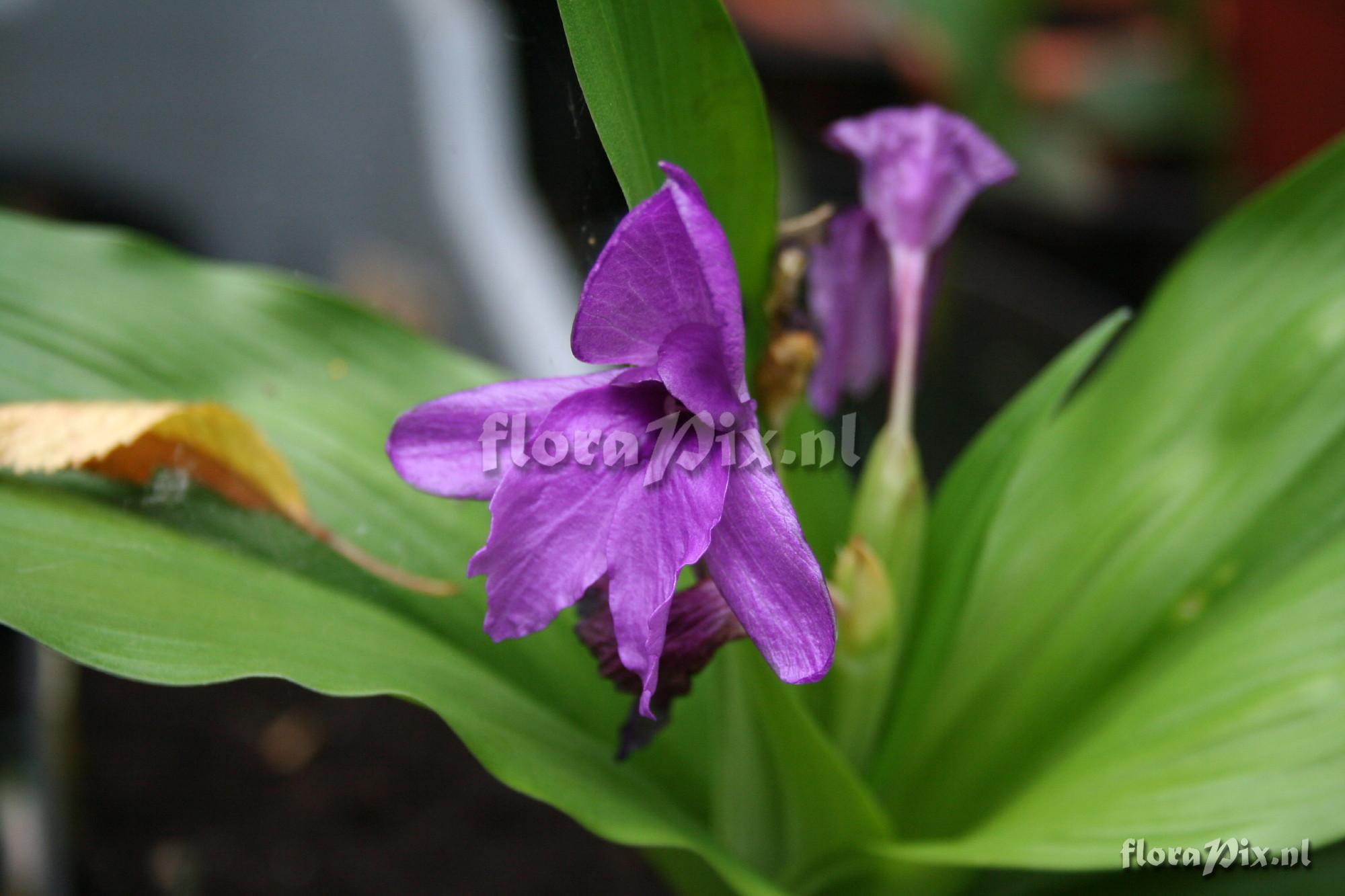 Roscoea alpina - Purple form