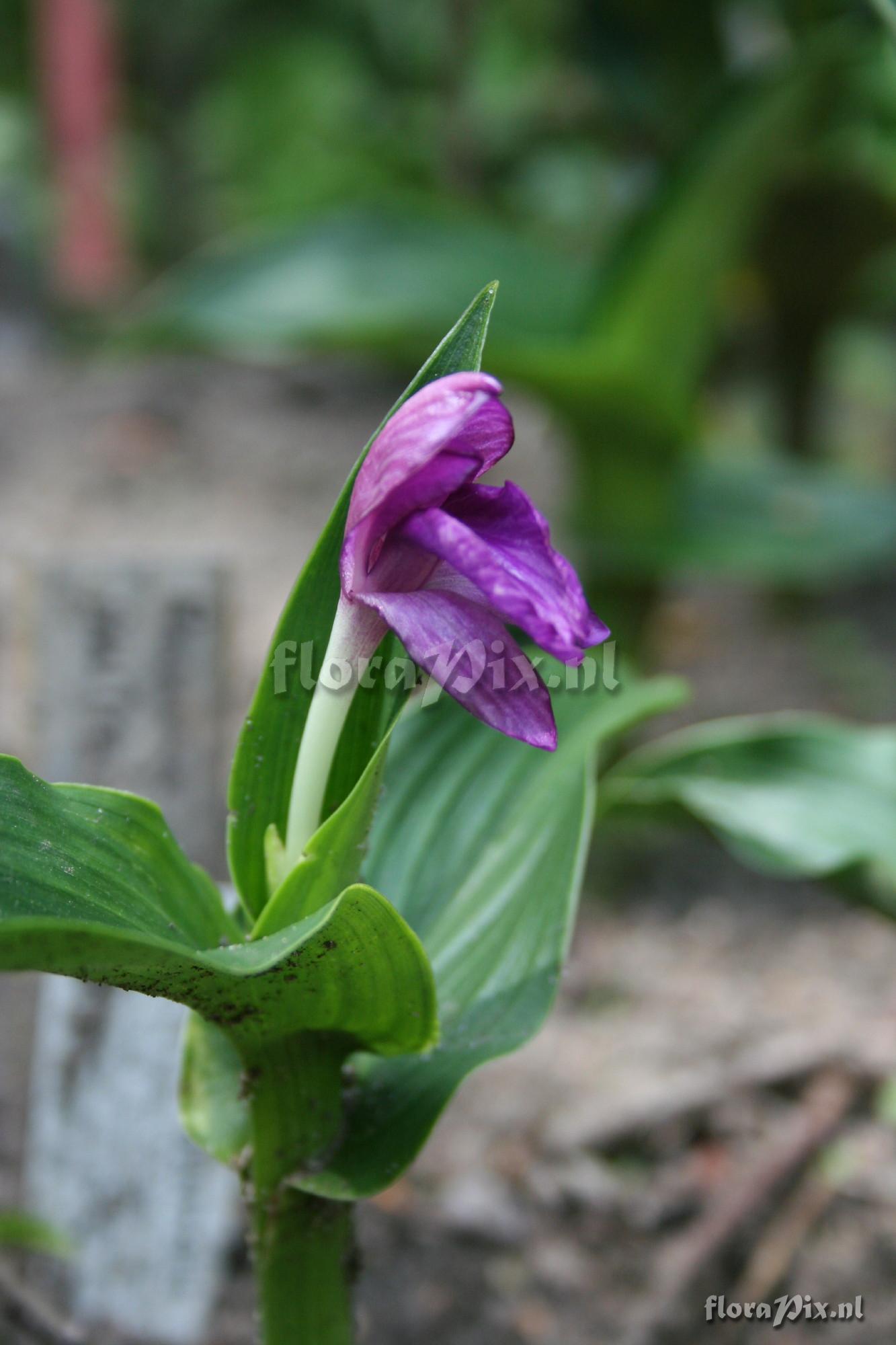 Roscoea australis