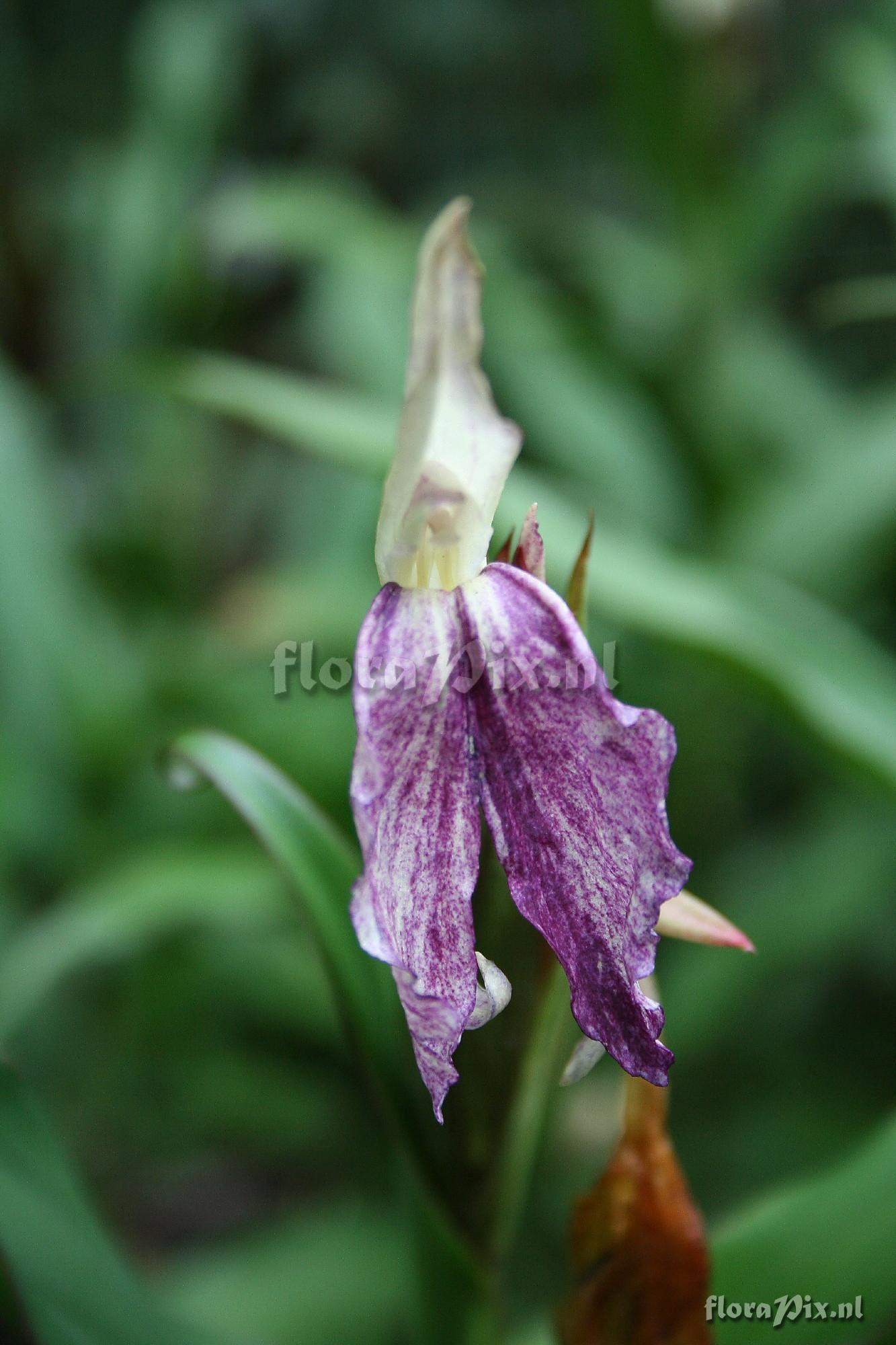 Roscoea Beesiana - dark form