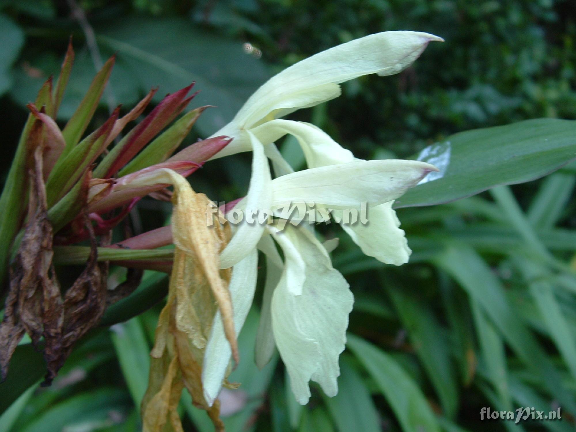 Roscoea Beesiana - light form