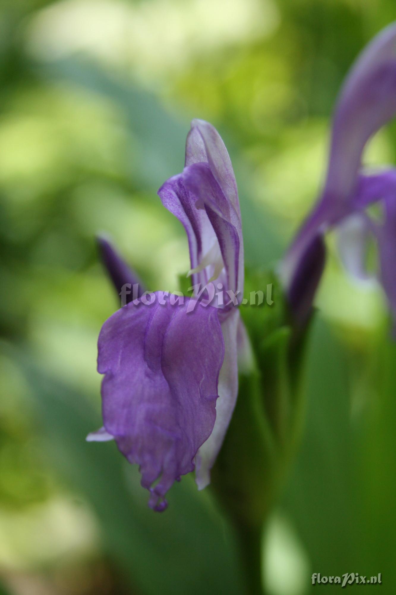 Roscoea capitata