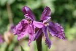 Roscoea cautleyoides - Purple form