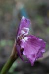 Roscoea cautleyoides - Early purple