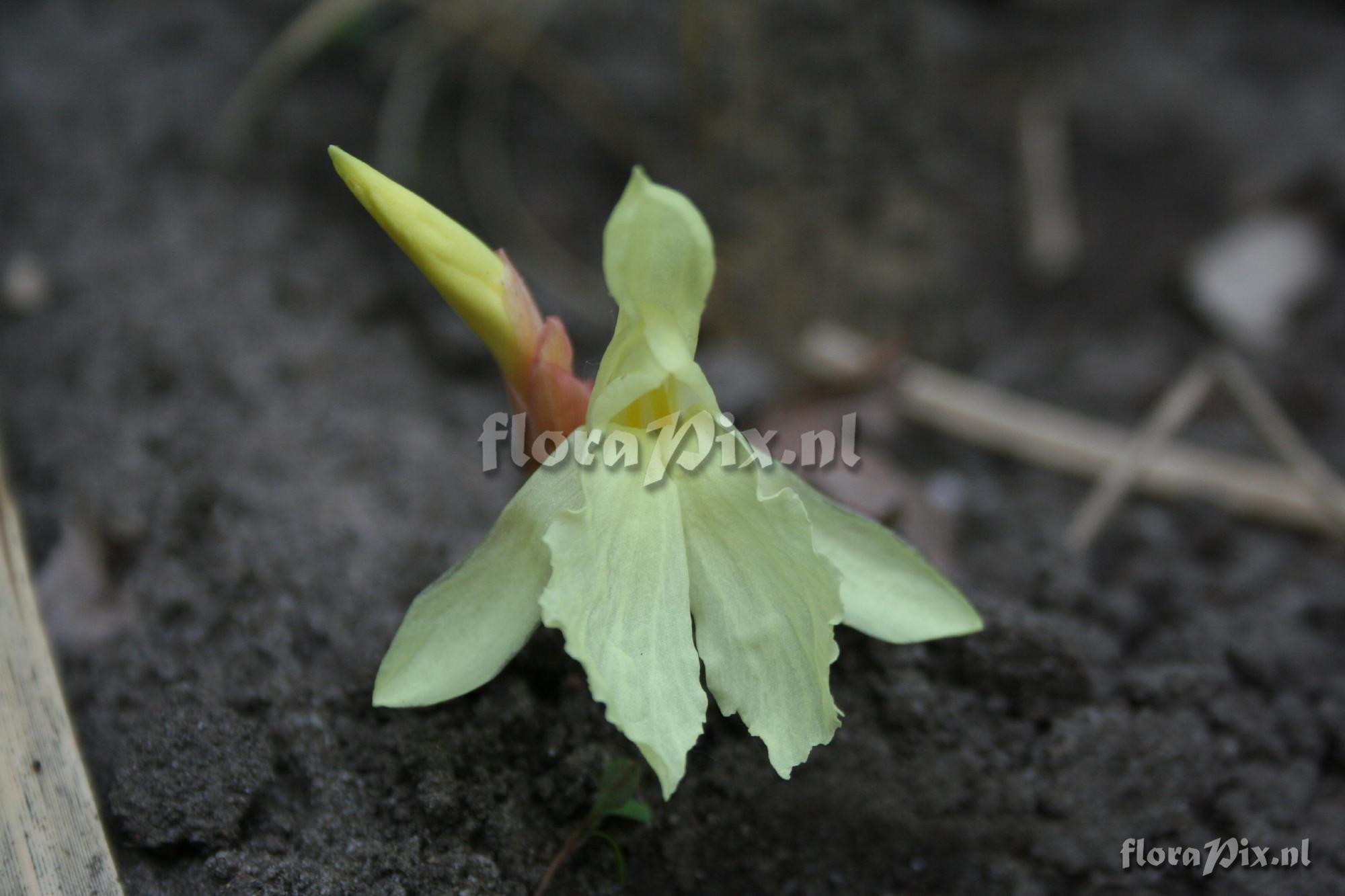 Roscoea cautleyoides - Vanilla tee