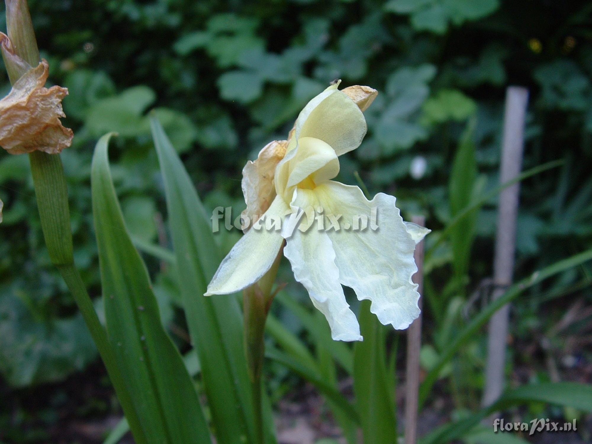 Roscoea cautleyoides - Jeffrey Thomas