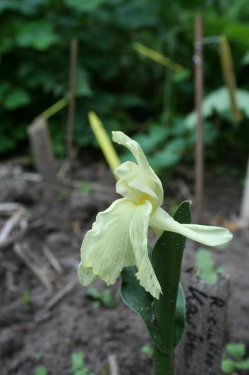 Roscoea cautleyoides - Kew beauty