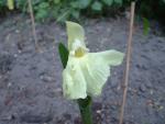 Roscoea cautleyoides - Kew beauty