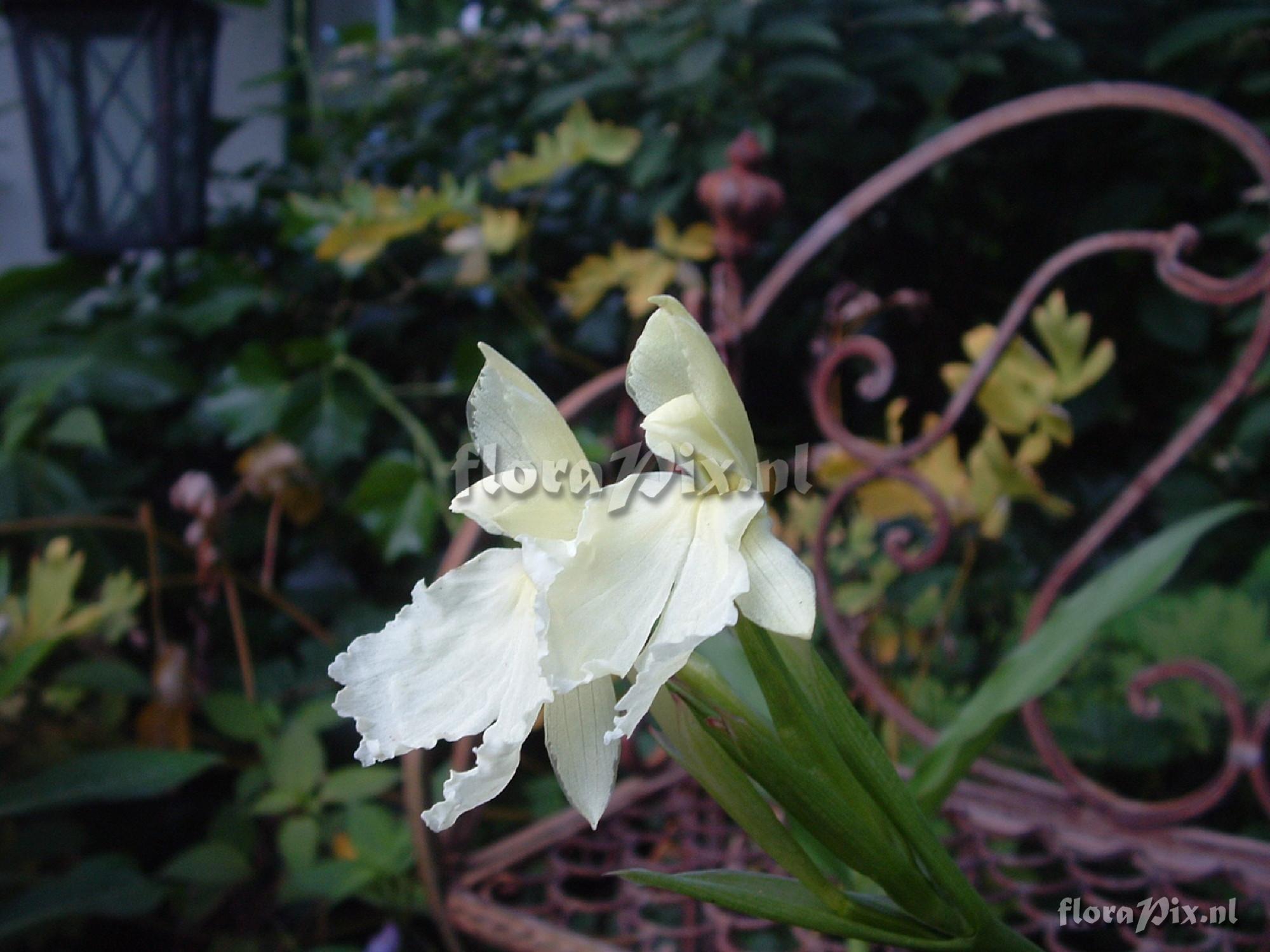 Roscoea cautleyoides - Last emperor