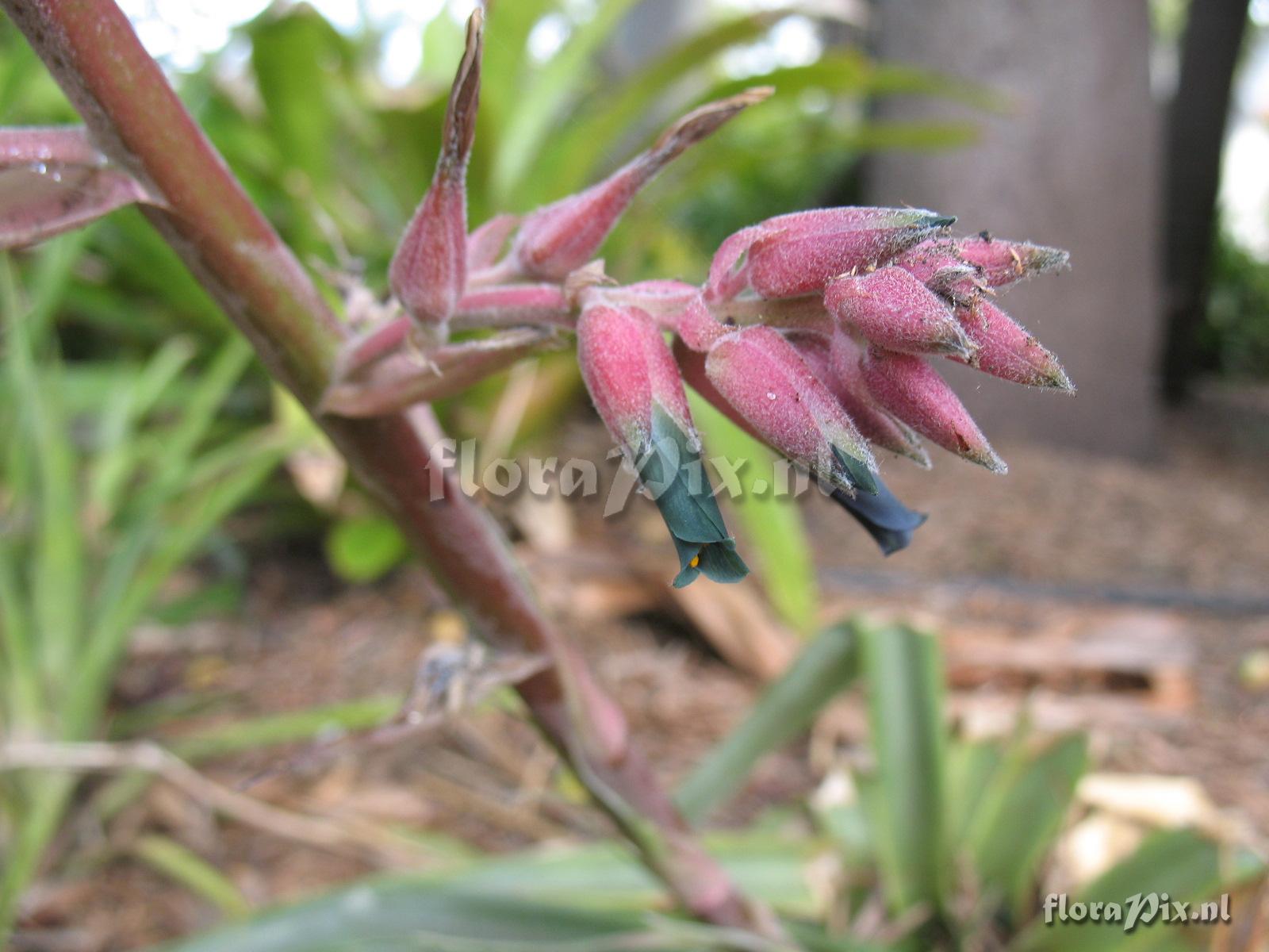 Puya spathacea?