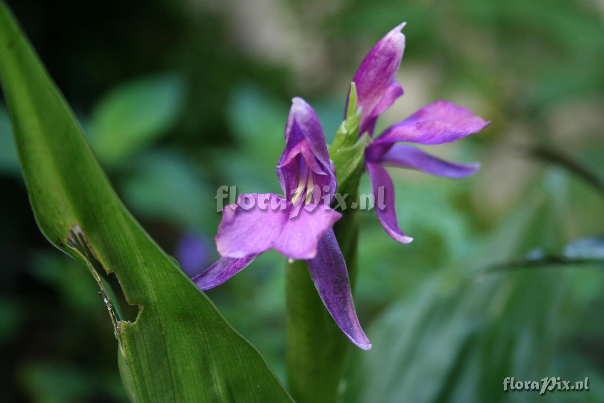 Roscoea debilis var. debilis