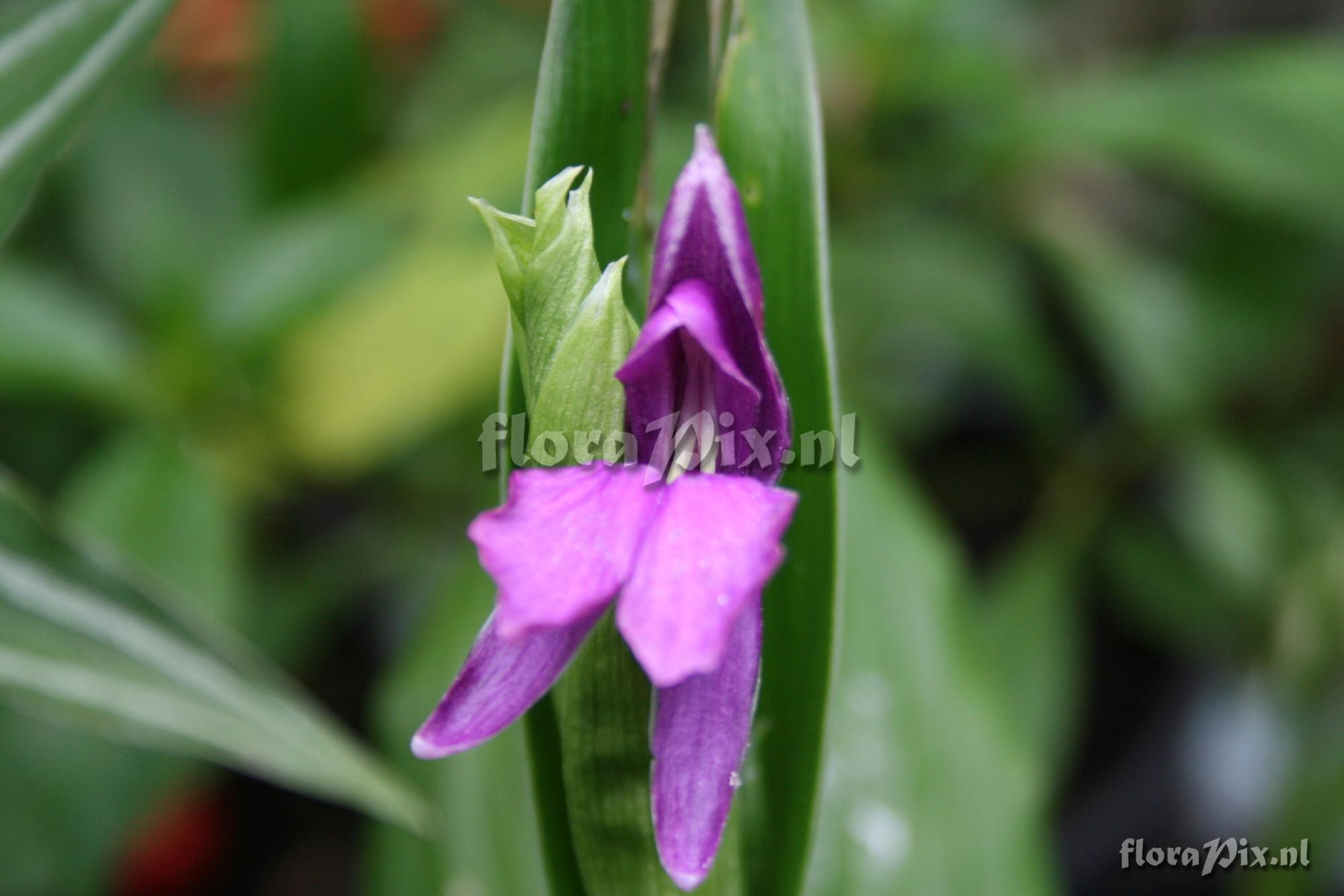 Roscoea debilis var. debilis