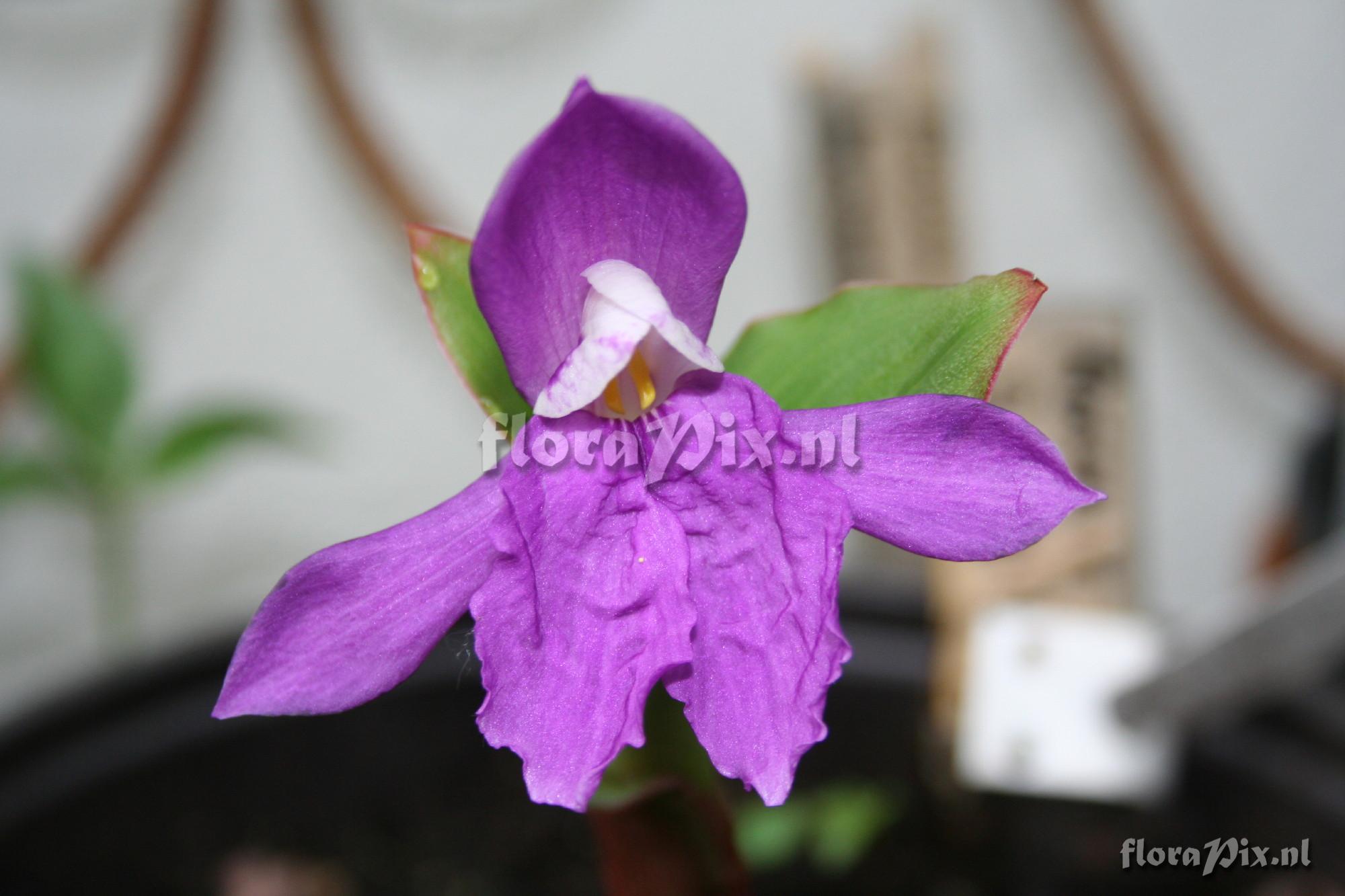 Roscoea forrestii - Purple form