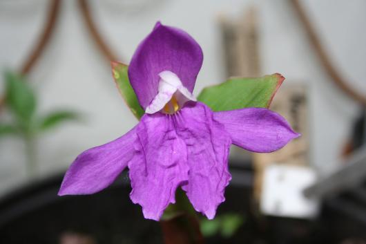 Roscoea forrestii - Purple form