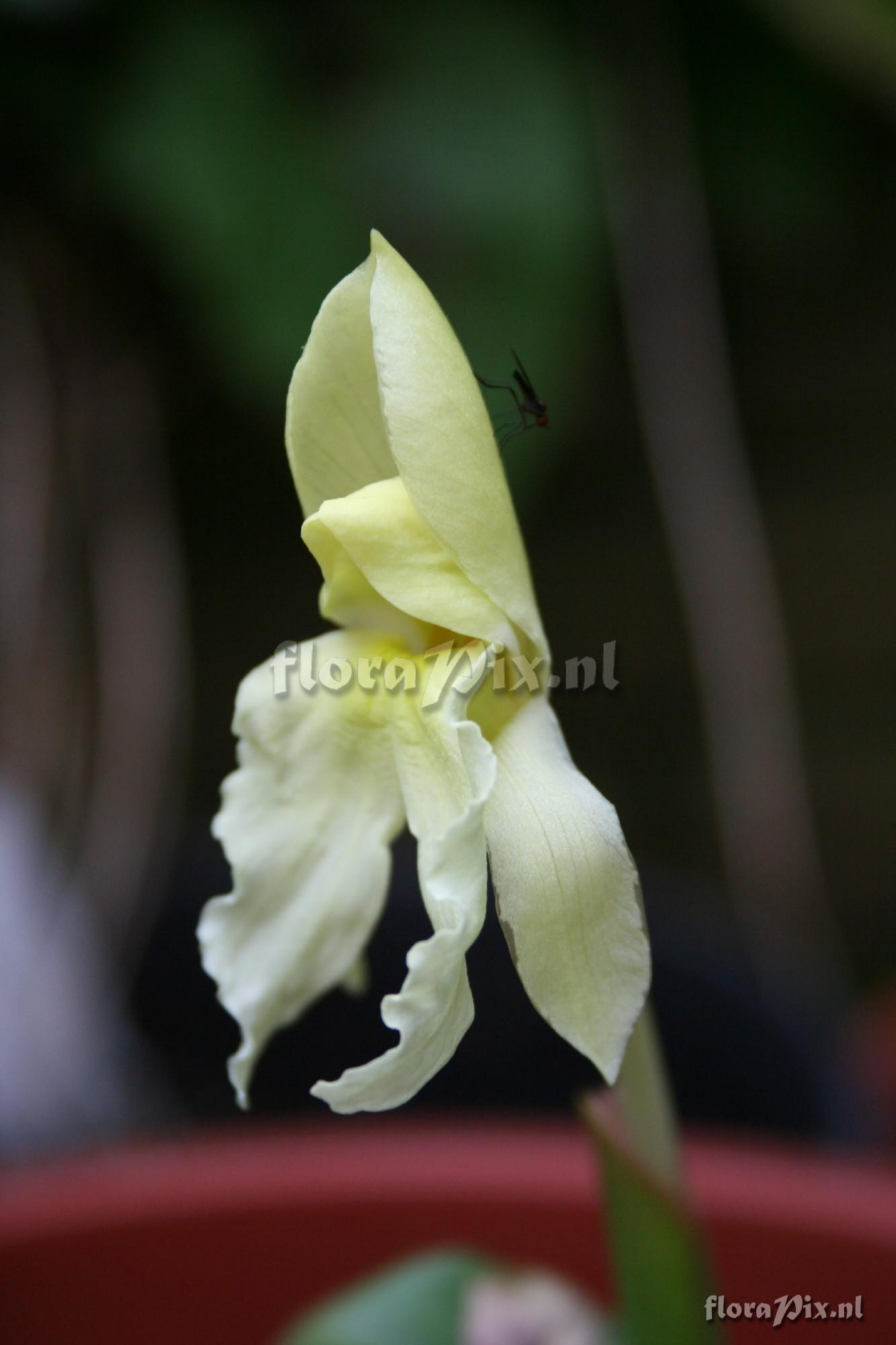 Roscoea forrestii - Yellow form