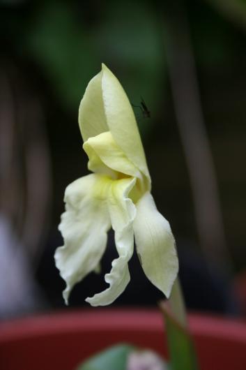 Roscoea forrestii - Yellow form