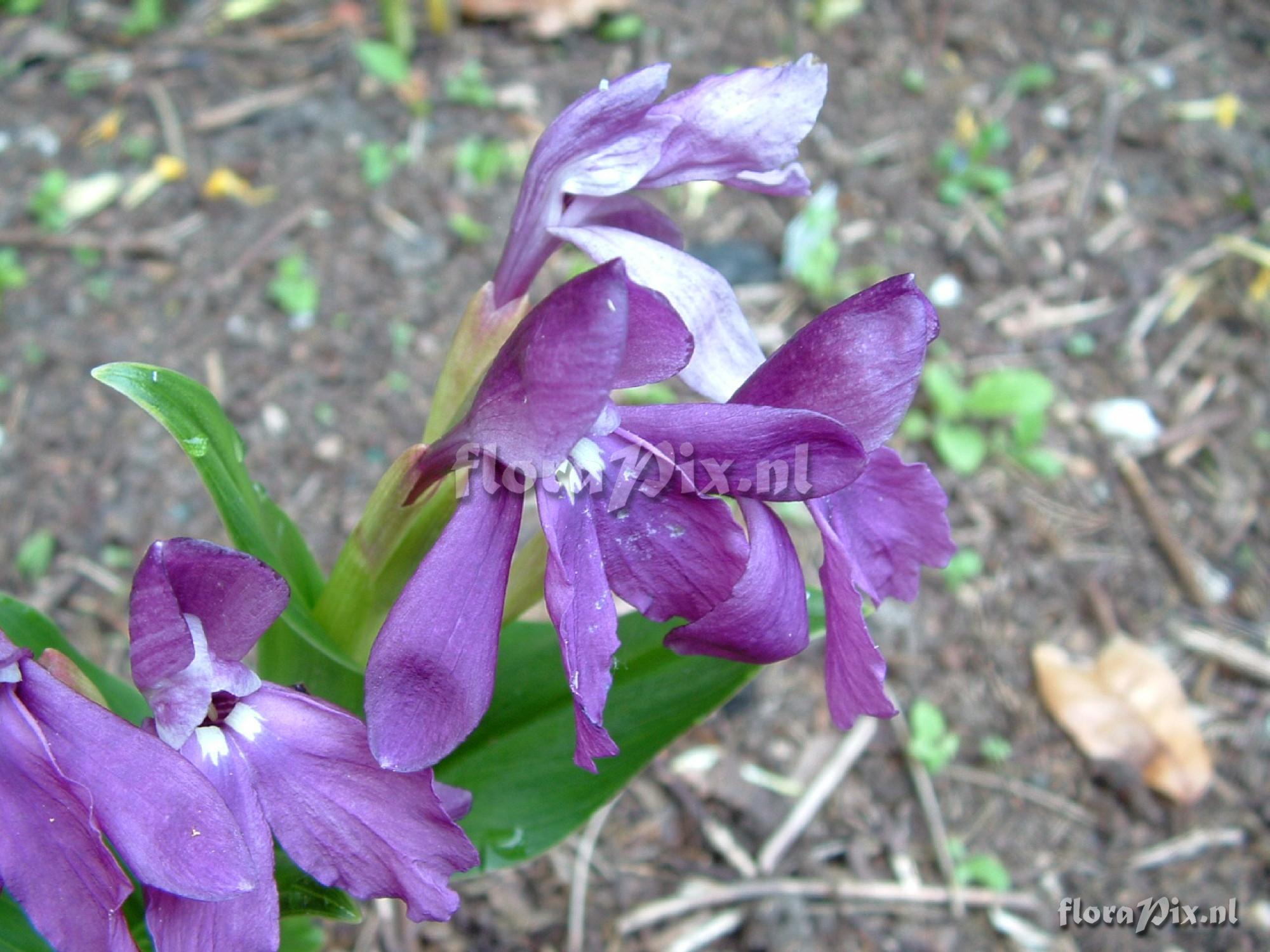 Roscoea humeana - Purple king