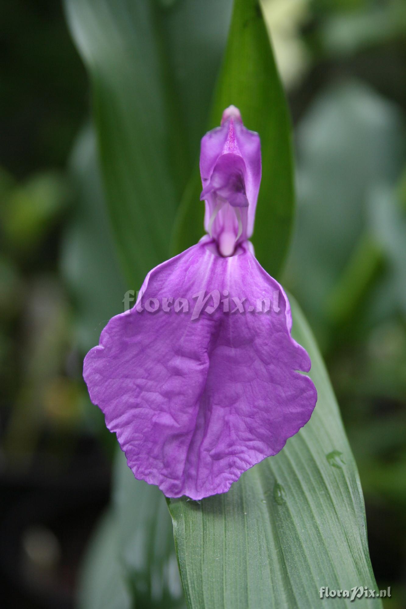 Roscoea purpurea - 501