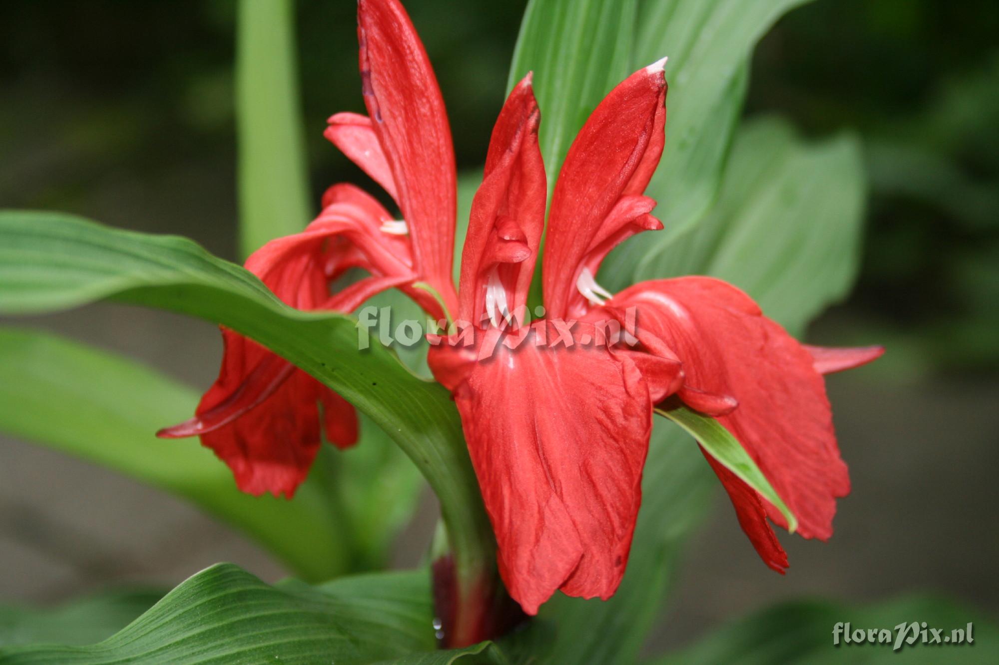 Roscoea purpurea - Red Ghurka