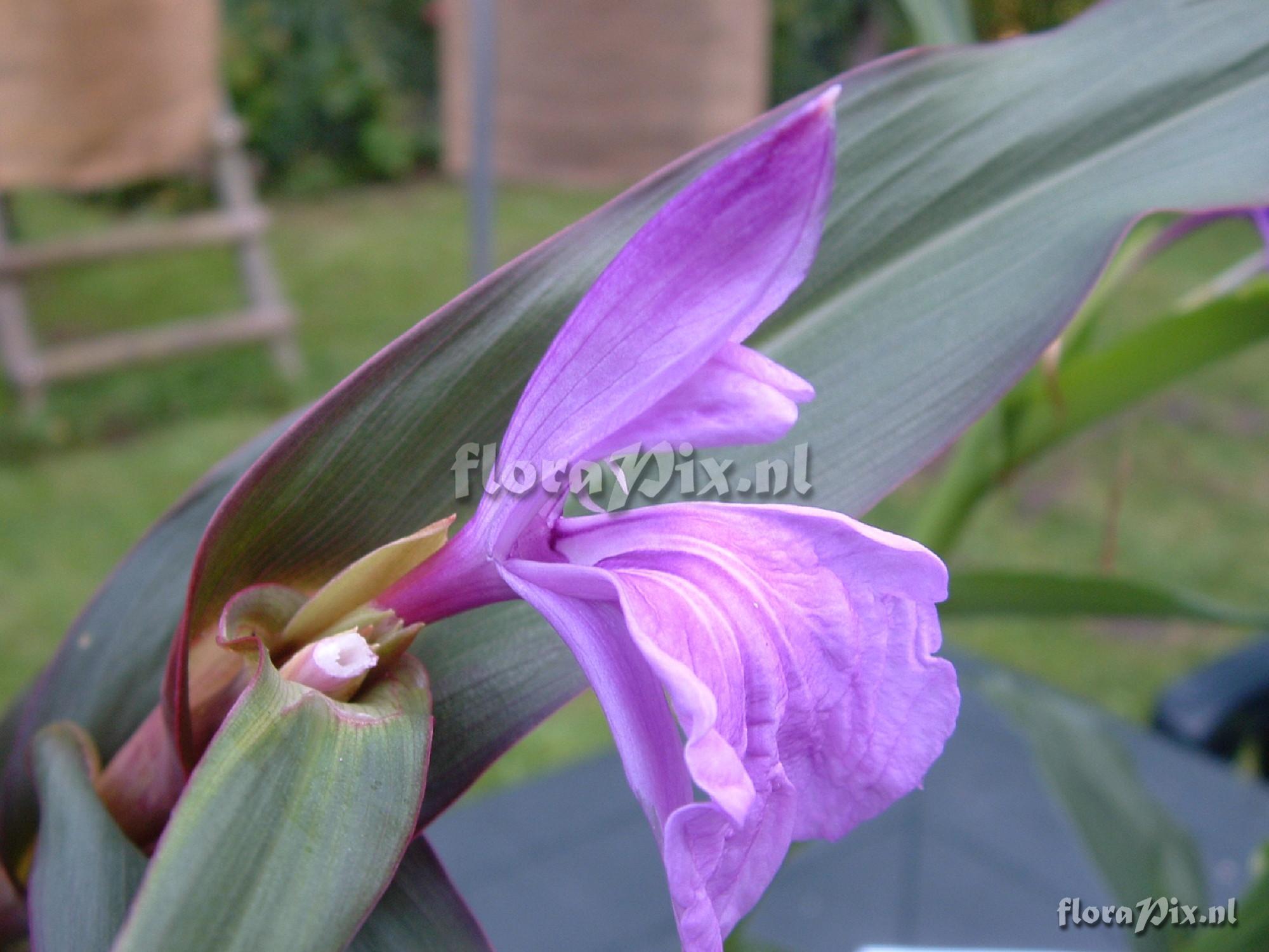 Roscoea purpurea - Brown Peacock