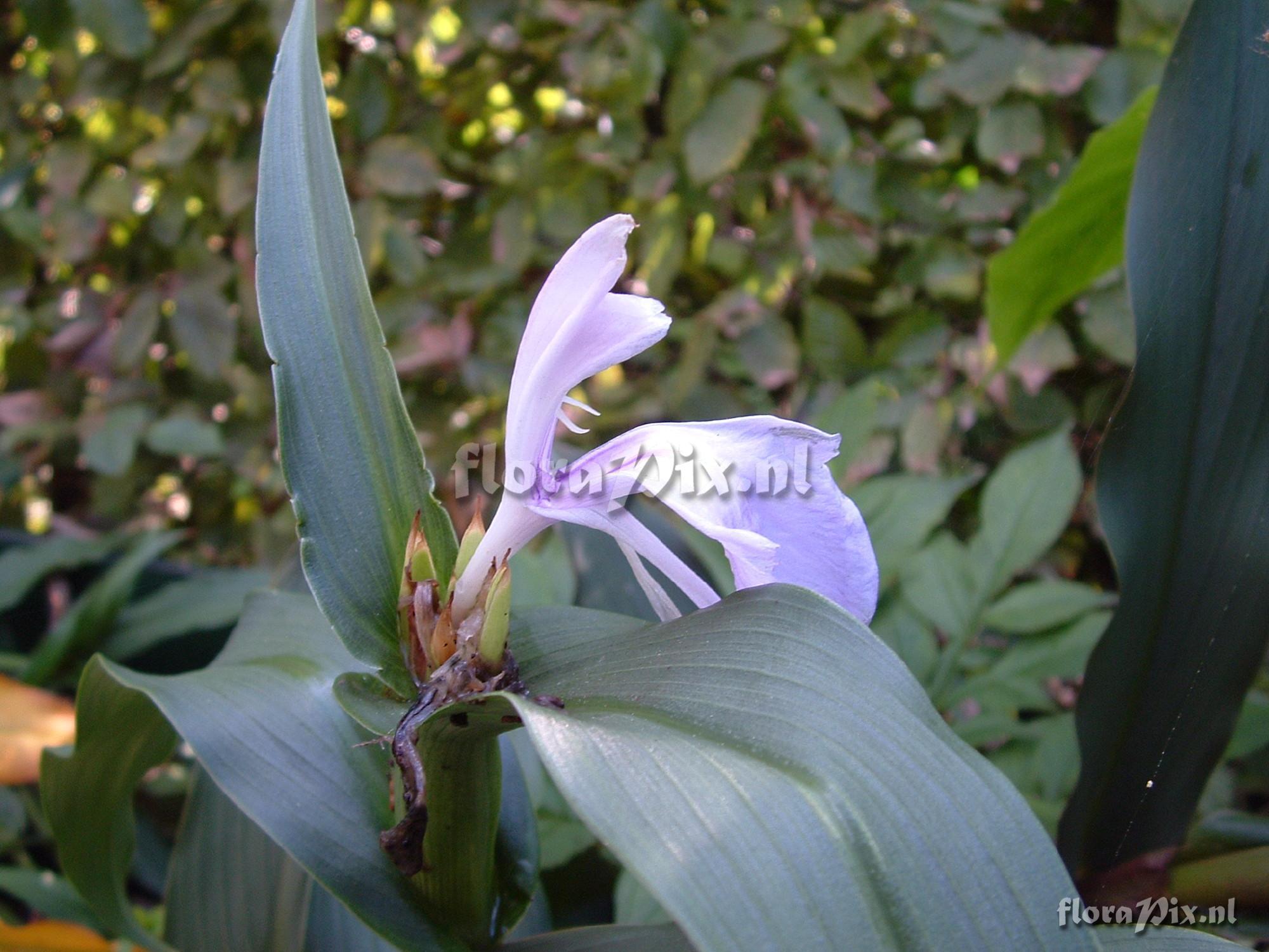 Roscoea purpurea - Nico