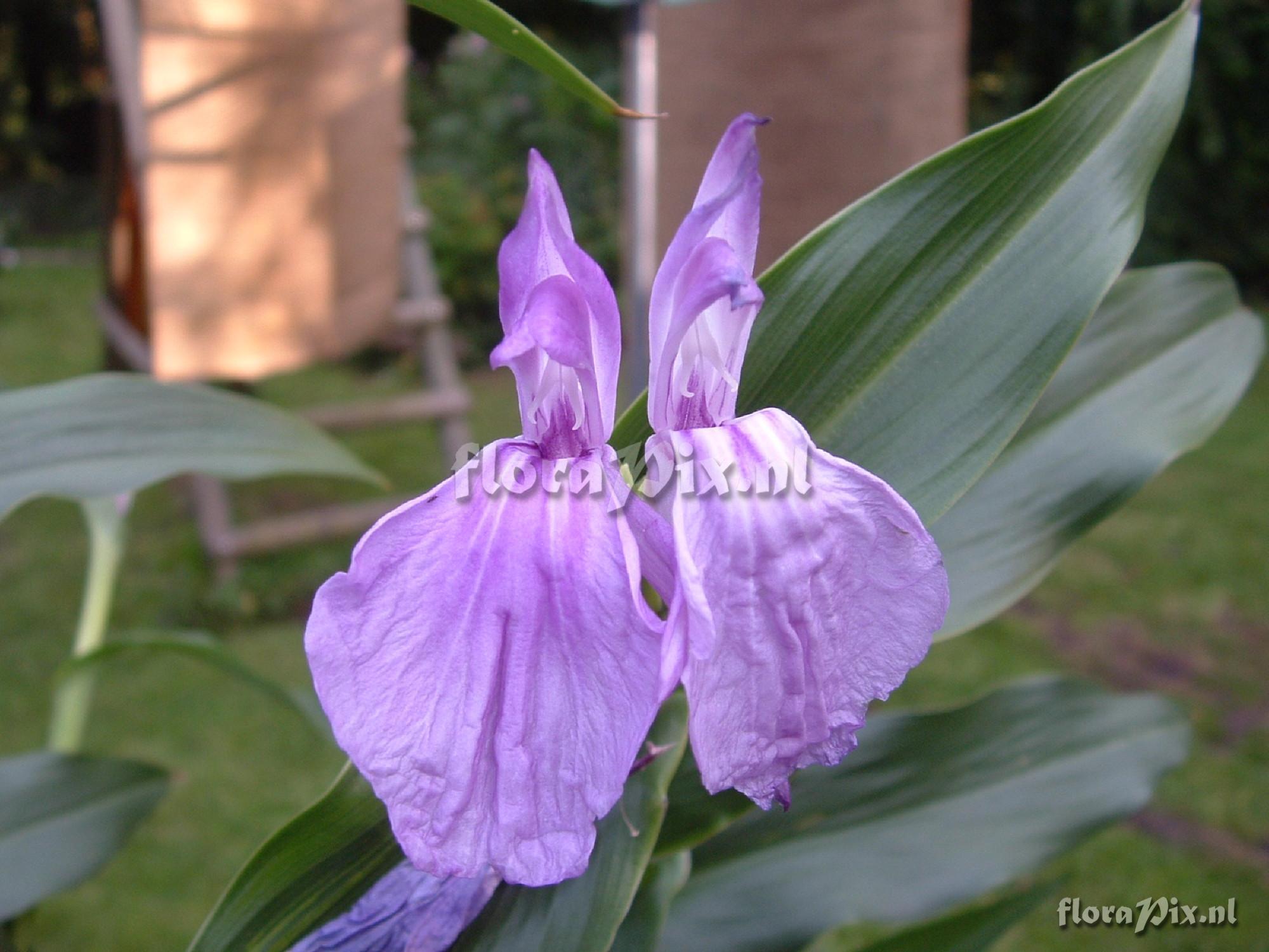 Roscoea purpurea - Peacock