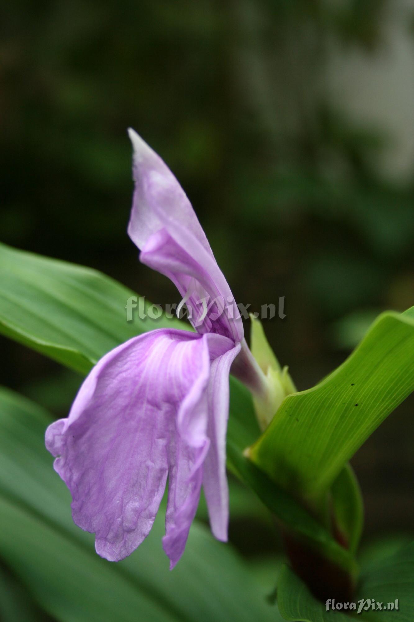 Roscoea purpurea - Peacock Eye