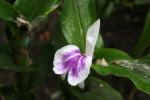 Roscoea purpurea - Wisley Amethist