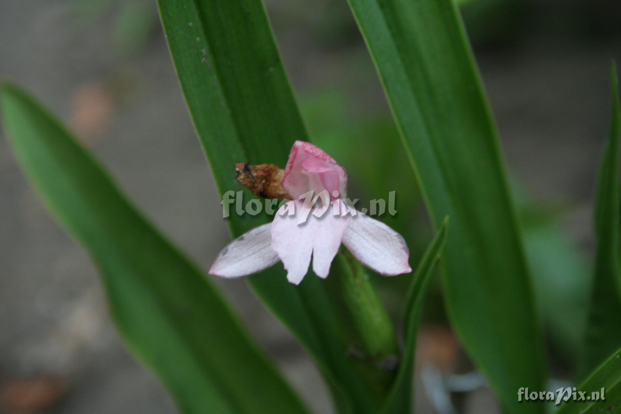 Roscoea scillifolia - Pink form